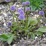 Globularia incanescens - 