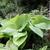 Hosta 'Sum and Substance'