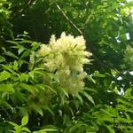 Fraxinus ornus - 