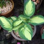 Hosta 'Eskimo Pie' - 