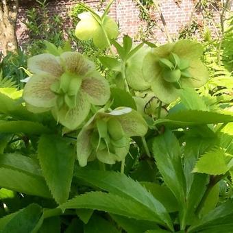 Helleborus orientalis