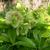 Helleborus orientalis