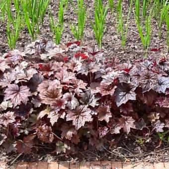 Heuchera micrantha 'Palace Purple'