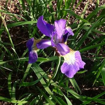 Iris sibirica