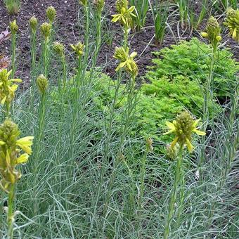 Asphodeline liburnica