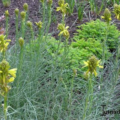 Asphodeline liburnica - Liburnische Junkerlilie