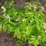 Lathyrus vernus 'Alboroseus' - 