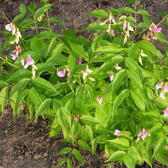 Lathyrus vernus 'Alboroseus'