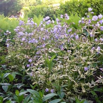 Polemonium reptans 'Stairway to Heaven' - Polemonium reptans 'Stairway to Heaven'