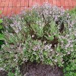 Thymus fragrantissimus 'Orange' - 