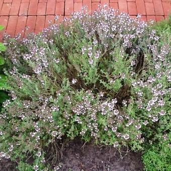 Thymus fragrantissimus 'Orange'