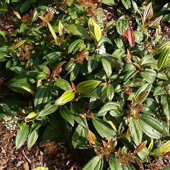 Viburnum davidii