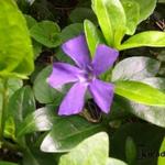 Vinca minor - Kleines Immergrün