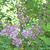 Syringa x prestoniae 'James MacFarlane'