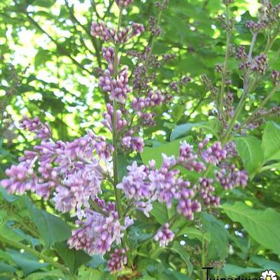 Syringa x prestoniae 'James MacFarlane' - 