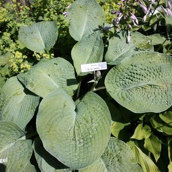 Hosta 'Blue Angel'