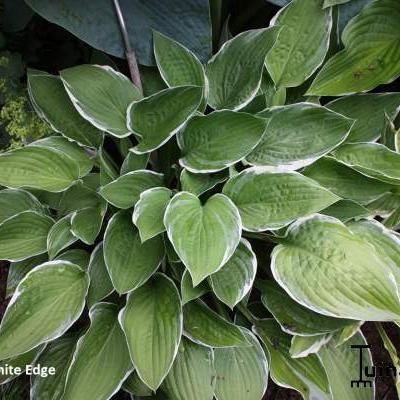 Hosta 'Zager's White Edge' - Hosta 'Zager's White Edge'