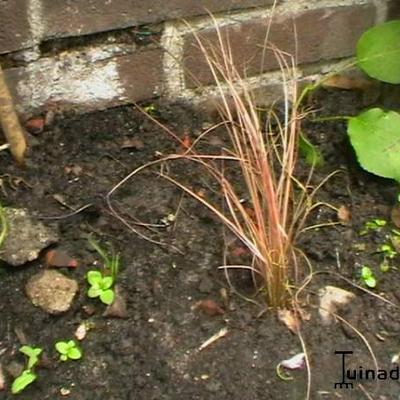 Carex 'Bronze Reflection' - 