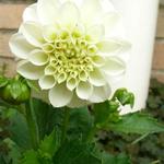 Dahlia 'Gallery Art Fair' - 