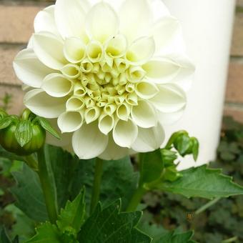 Dahlia 'Gallery Art Fair'