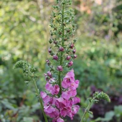 Verbascum-hybriden - 