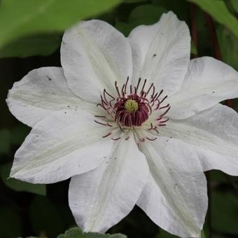 Clematis 'Miss Bateman'