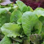 Lactuca sativa 'Amerikaanse Roodrand' - 