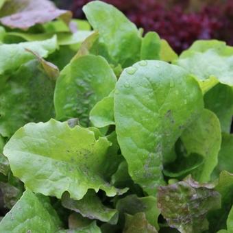 Lactuca sativa 'Amerikaanse Roodrand'