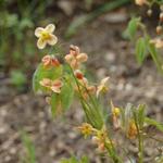 Epimedium x warleyense 'Orangekonigin' - 