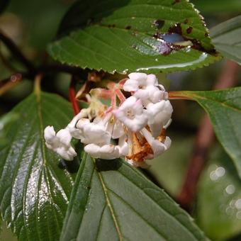 Viburnum x bodnantense