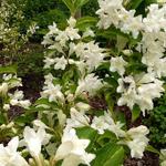 Weigela florida 'Milk and Honey' - 