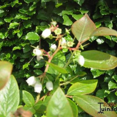 Vaccinium corymbosum 'Bluecrop' - 