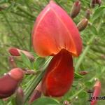 Cytisus scoparius 'Firefly' - 