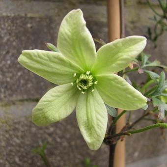 Clematis 'Pixie'