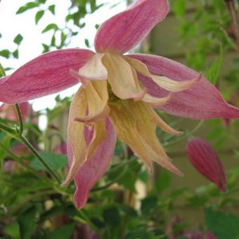 Clematis 'Janny'