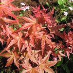 Acer palmatum 'Phoenix' - 