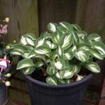 Hosta 'Pandora's Box' - 