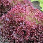 Lactuca sativa 'Lollo Rossa'  - 