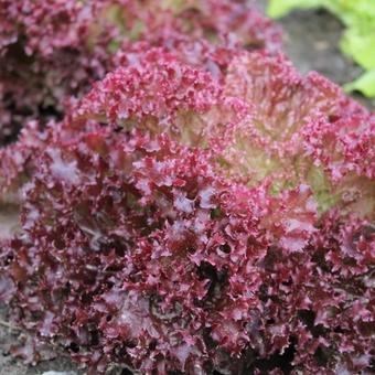 Lactuca sativa 'Lollo Rossa'