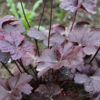 Heuchera 'Obsidian'