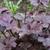 Heuchera 'Obsidian'