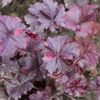 Heuchera 'Midnight Rose'