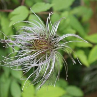 Clematis alpina 'Cyanea'