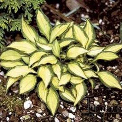 Hosta 'Cat's Eye' - 