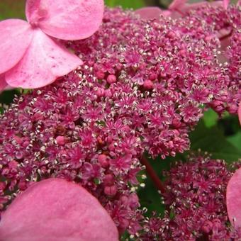 Hydrangea macrophylla 'FOREVER & EVER'