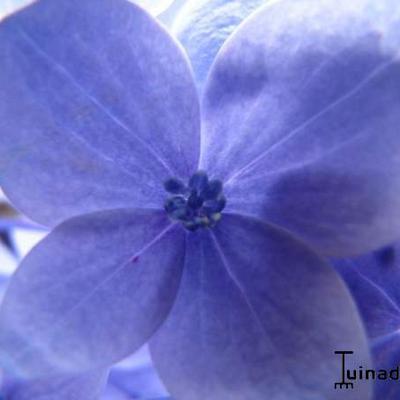 Hydrangea macrophylla 'FOREVER & EVER' - 