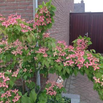 Cornus kousa 'Satomi'