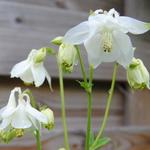 Aquilegia vulgaris 'Nivea' - Aquilegia vulgaris 'Nivea'