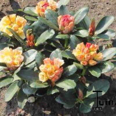 Rhododendron 'Horizon Monarch'