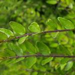 Lonicera pileata - Chèvrefeuille à feuilles de troène